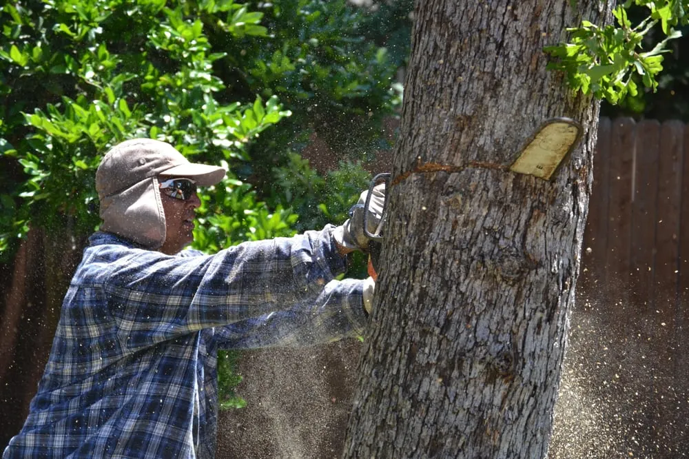 Expert yard cleanup service experts serving Southlake, TX - Classic Cuts Tree Trimming and Removal