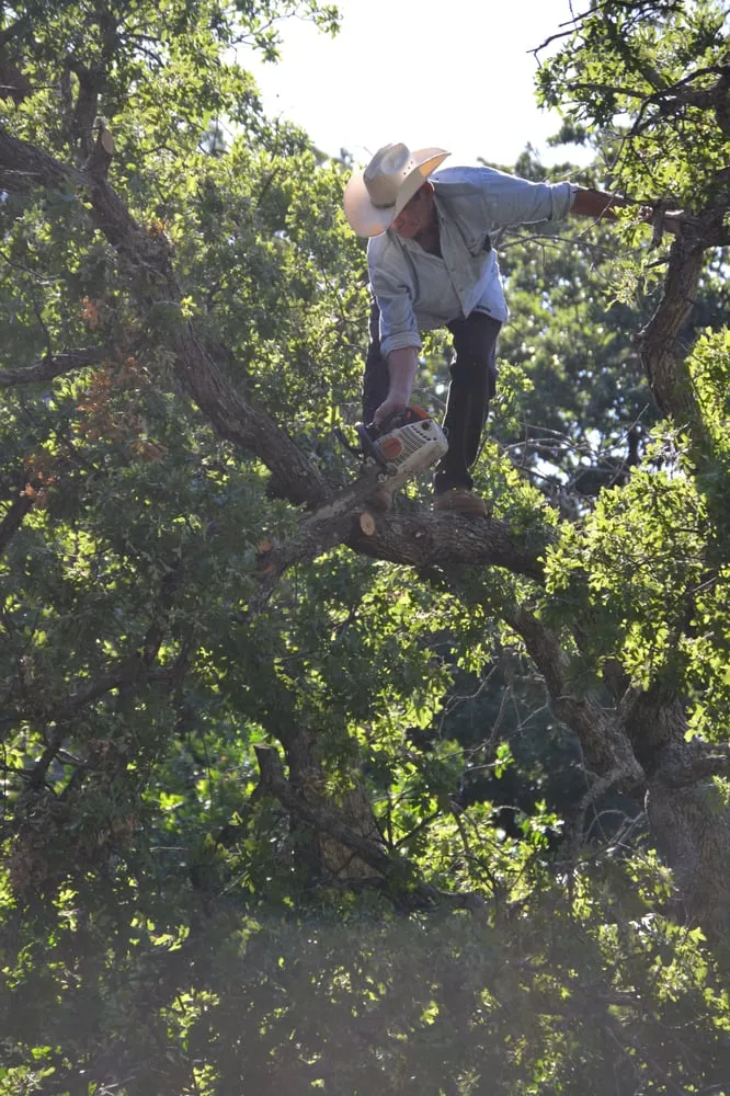 Local yard cleanup service for residential properties in Southlake, TX by Classic Cuts Tree Trimming and Removal