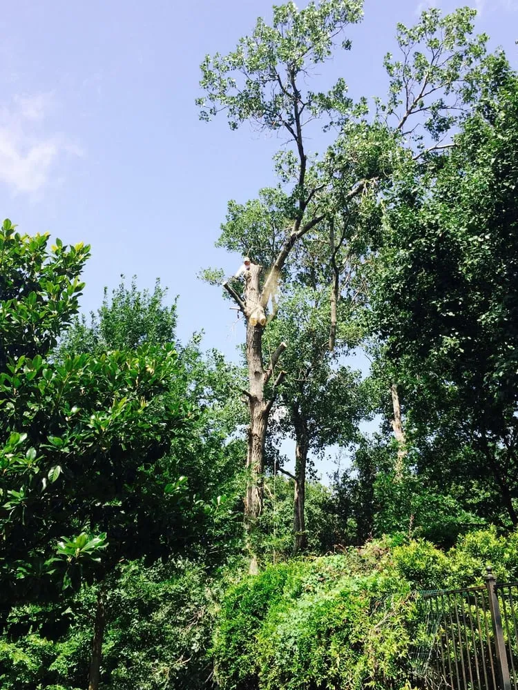 Local lawn care service in Southlake, TX by Classic Cuts Tree Trimming and Removal