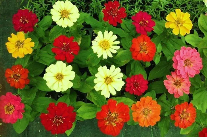 Expert yard cleanup service experts serving Birmingham, AL - Classic Gardens & Landscape