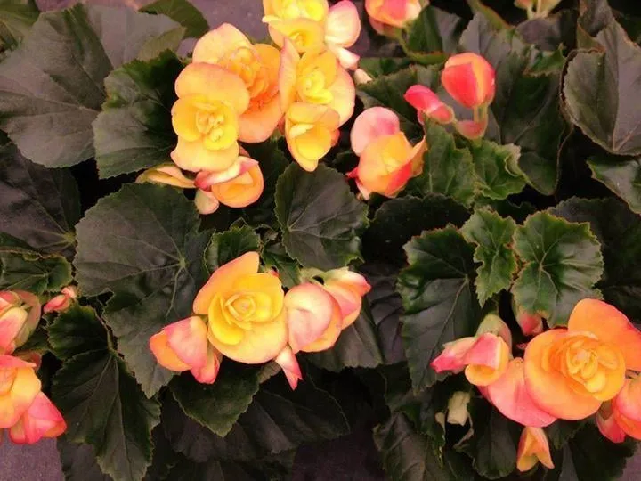 Reliable landscape installation for homes across Birmingham, AL - Classic Gardens & Landscape