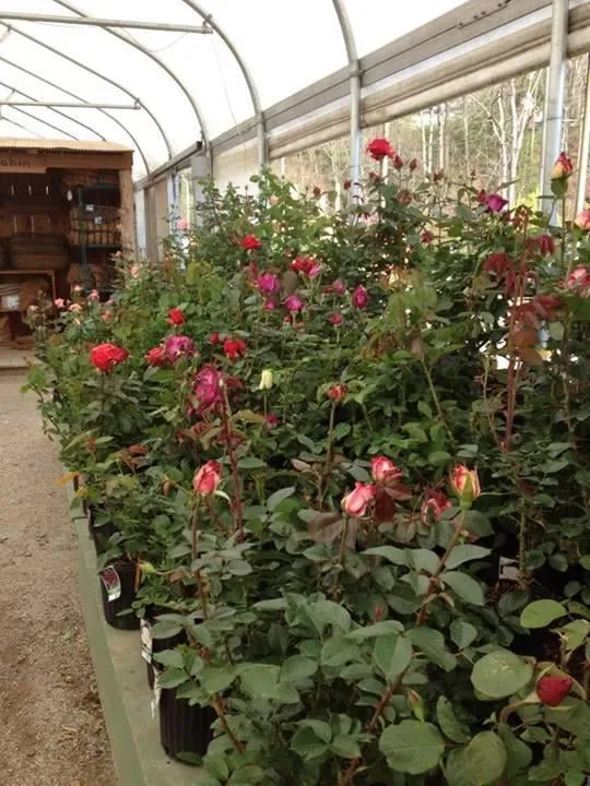 Custom garden landscaping for homes across Birmingham, AL - Classic Gardens & Landscape