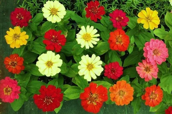 Classic Gardens & Landscape Logo