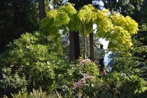 Custom residential landscaping in Poulsbo, WA - Classic Grounds Care