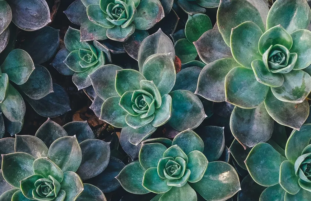 Expert lawn care service in Poulsbo, WA - Classic Grounds Care