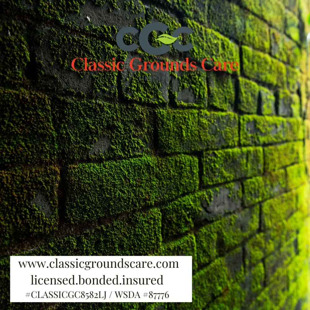 Affordable landscaping services for outdoor upgrades in Poulsbo, WA by Classic Grounds Care