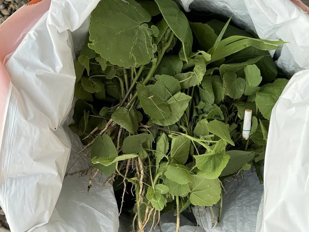 Local outdoor landscaping experts serving West Chicago, IL - Classic Landscape