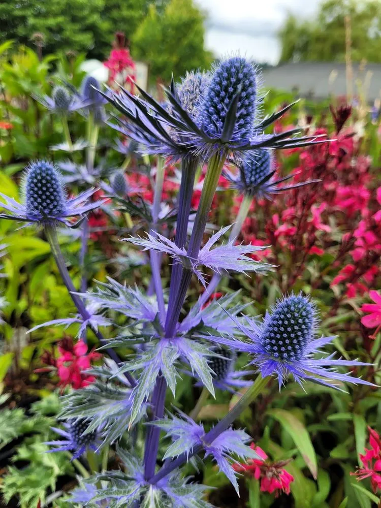 Expert garden landscaping in Woodinville, WA - Classic Landscaping + Nursery