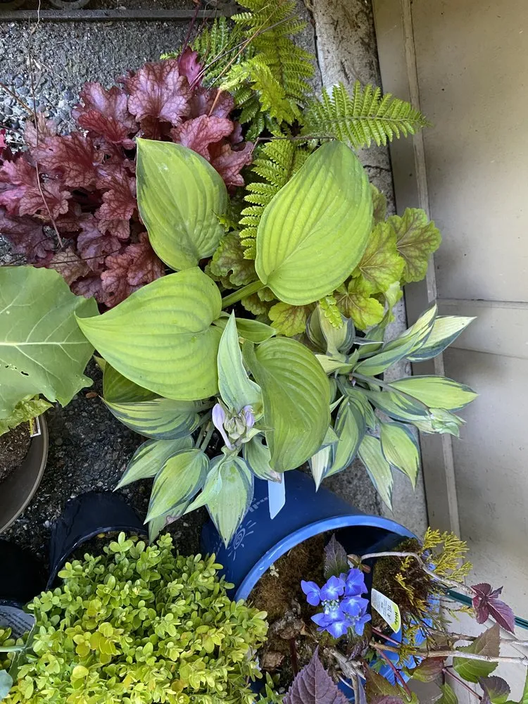 Professional landscape installation in Woodinville, WA - Classic Landscaping + Nursery