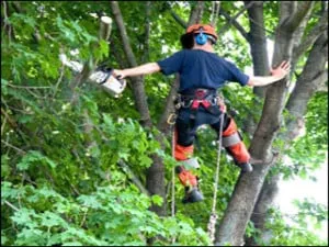 Trusted lawn care service for beautiful yards in Carnegie, PA by Classic Landscaping & Tree Service Inc.