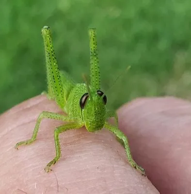 Classiccuts lawn and landscaping Logo
