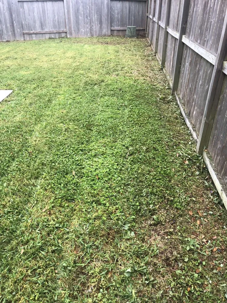 Professional yard cleanup service in Houston, TX by Classy Yards