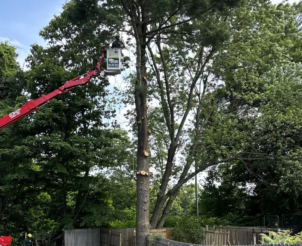 Local residential landscaping in New Milford, CT - Claudio Tree Work and Landscaping