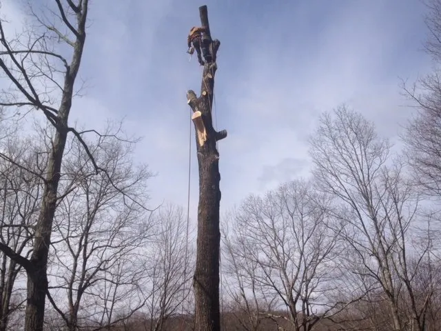 Reliable yard cleanup service experts serving New Milford, CT - Claudio Tree Work and Landscaping