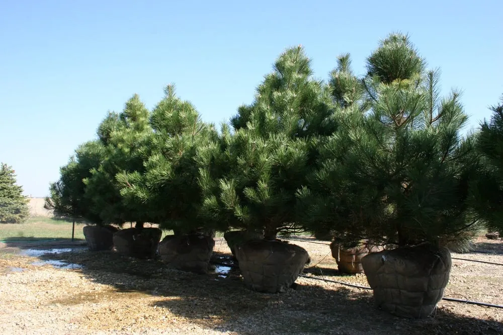 Local yard maintenance for residential properties across Maple Park, IL - Clausen Landscape & Design