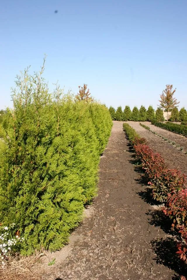 Professional yard maintenance for homes in Maple Park, IL by Clausen Landscape & Design