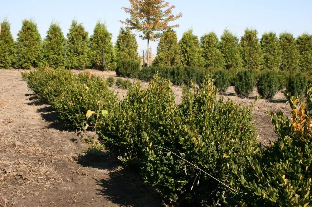 Local landscape installation for homes in Maple Park, IL by Clausen Landscape & Design