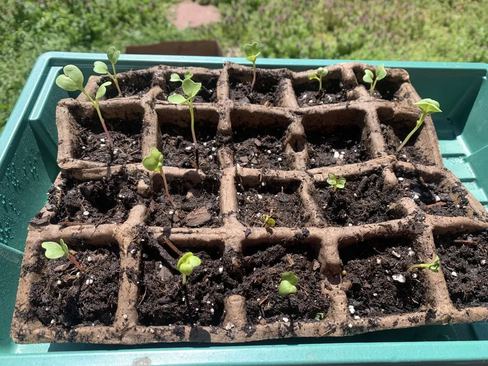 Custom residential landscaping for homes across Memphis, TN - Claw Brothers