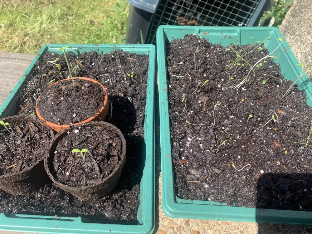 Custom yard maintenance in Memphis, TN by Claw Brothers