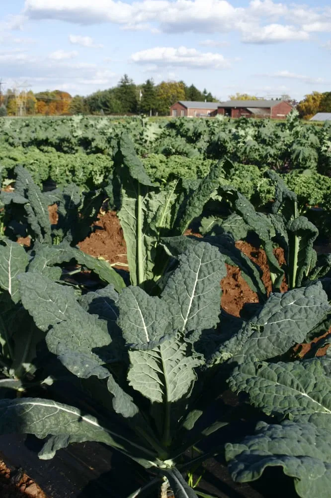 Local yard cleanup service in Schwenksville, PA by Clay and Plenty