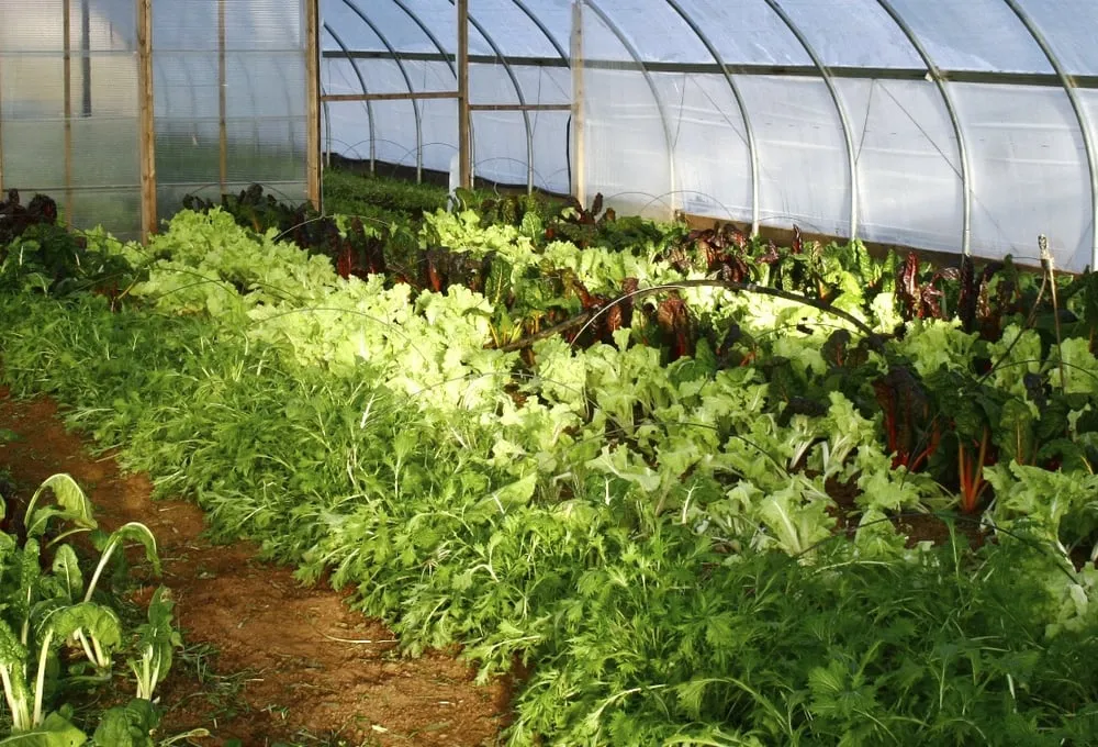 Custom landscaping services for beautiful yards across Schwenksville, PA - Clay and Plenty