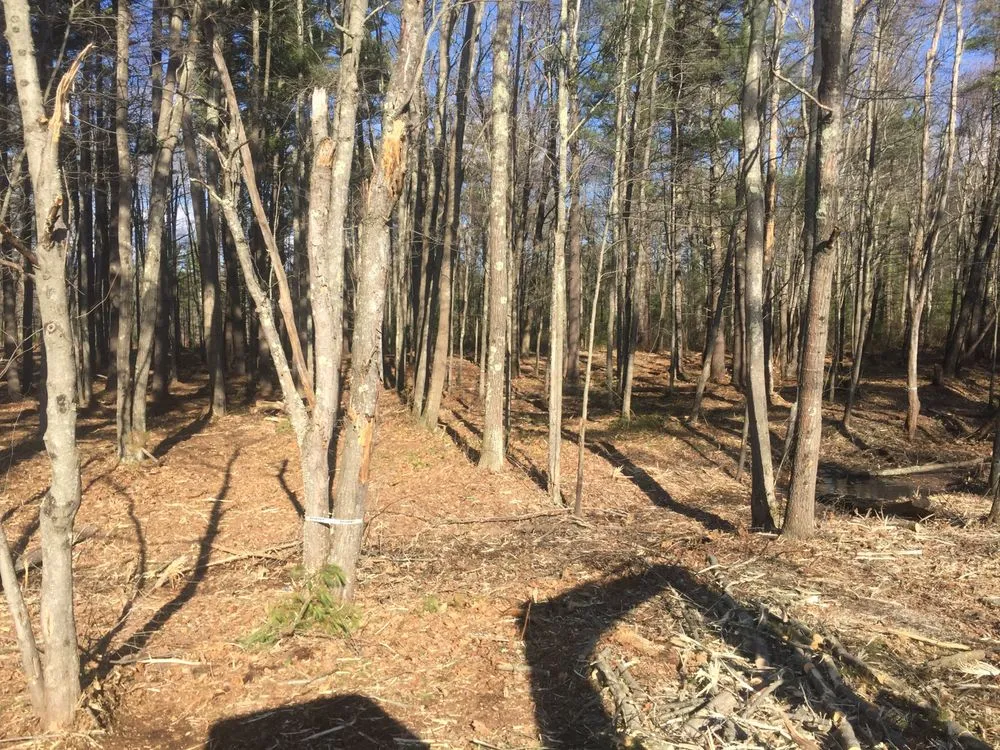 Trusted outdoor landscaping for beautiful yards in Brentwood, NH by Clay's Brush Stump & Tree Removal