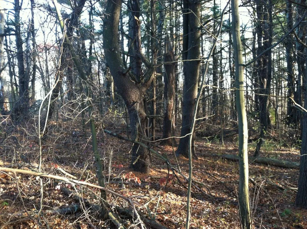 Reliable lawn care service with custom design in Brentwood, NH by Clay's Brush Stump & Tree Removal