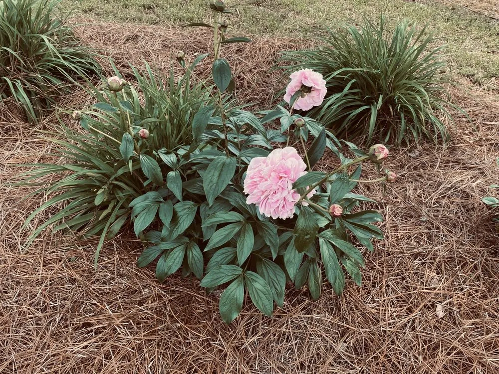 Top-rated garden landscaping for residential properties across Monroe, GA - Clay's Lawncare & Landscaping