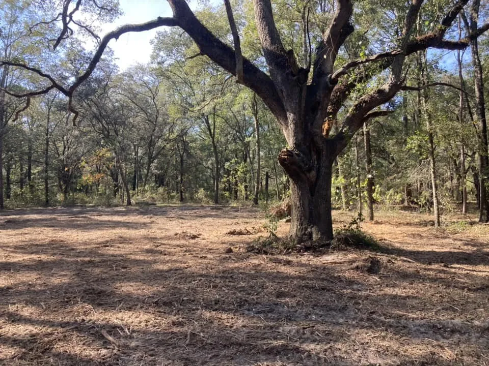 Top-rated residential landscaping for beautiful yards across Chiefland, FL - CLC Land Services