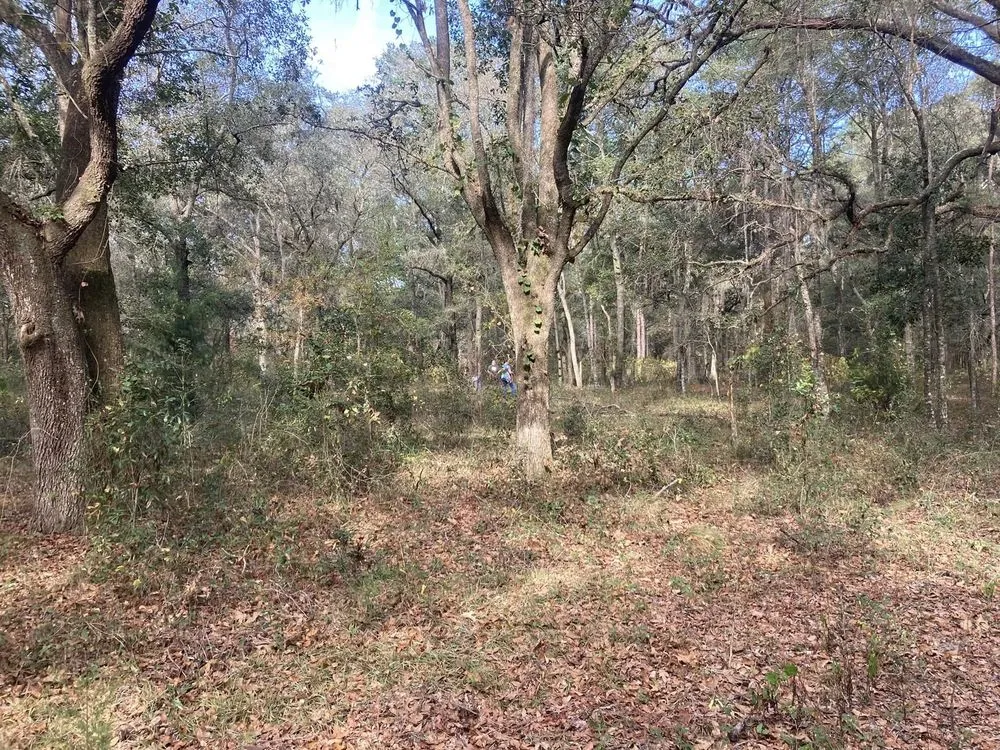 Reliable yard cleanup service in Chiefland, FL - CLC Land Services