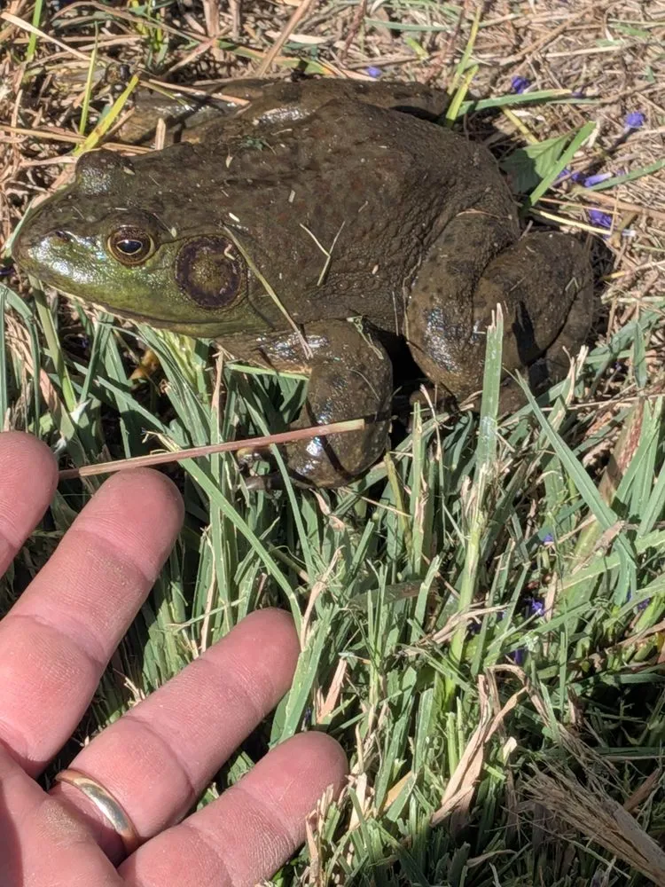 Reliable landscaping services for homes across Windsor, CO - CLC Landscape & Irrigation