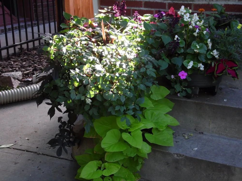 Reliable landscaping services in New Castle, CO - CLC Maintenance Group