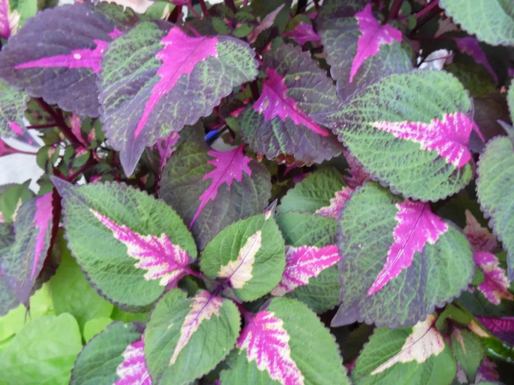 Expert residential landscaping for homes in New Castle, CO by CLC Maintenance Group