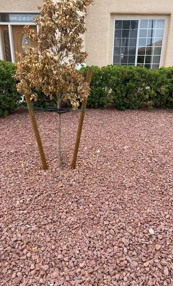 Reliable yard maintenance experts serving Las Vegas, NV - Clean & Green Landscape