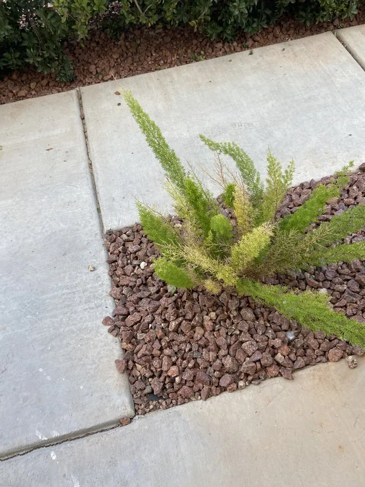 Local landscape installation in Las Vegas, NV - Clean & Green Landscape