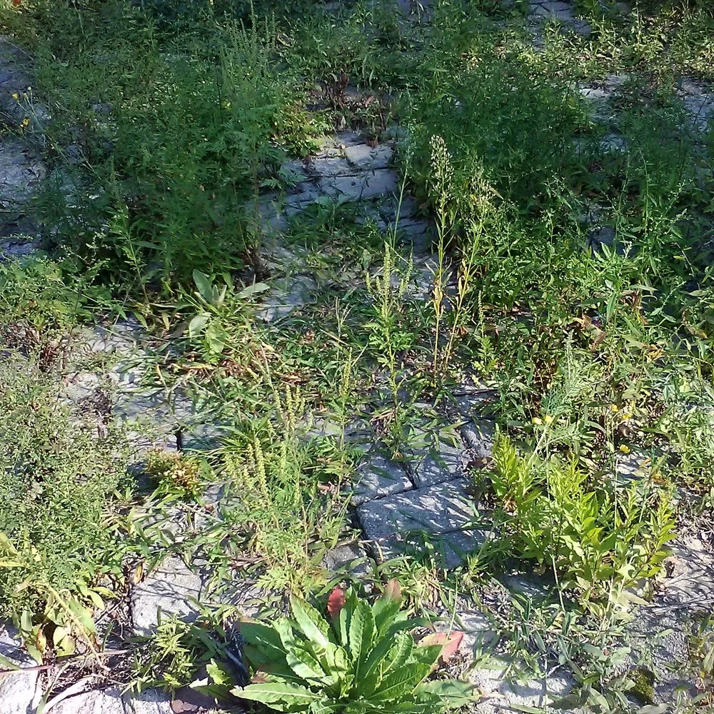 Reliable landscape design in West Dennis, MA - Clean & Green Property Management