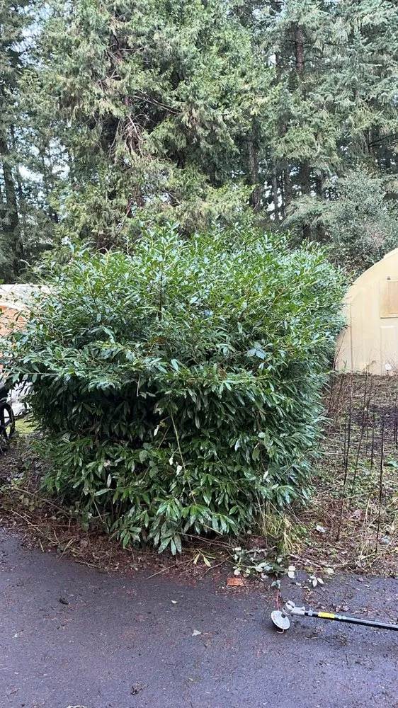 Top-rated lawn mowing service experts serving Newberg, OR - Clean & Green Solutions