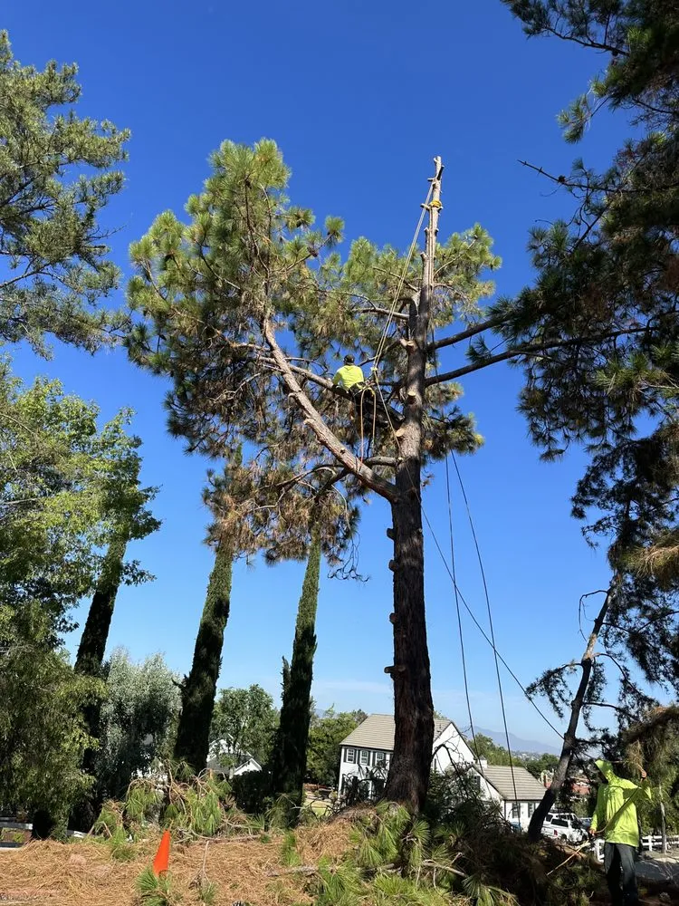 Reliable outdoor landscaping experts serving Fallbrook, CA - Clean & Green tree service & landscaping