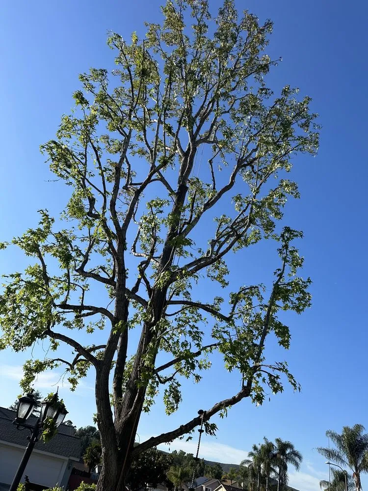 Trusted lawn mowing service experts serving Fallbrook, CA - Clean & Green tree service & landscaping