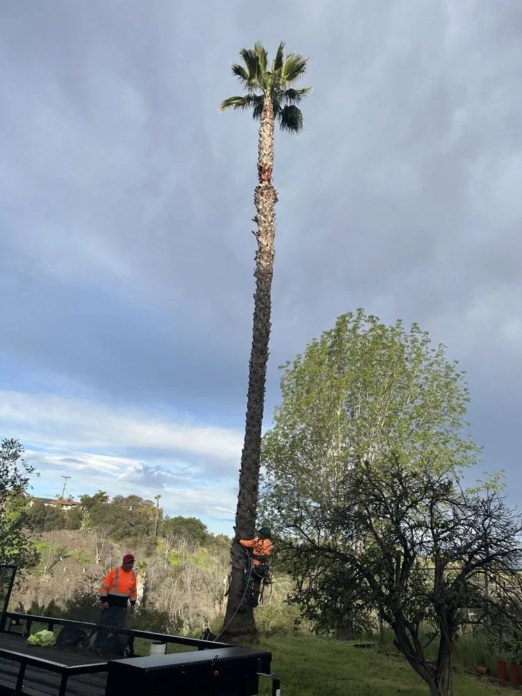 Custom garden landscaping experts serving Fallbrook, CA - Clean & Green tree service & landscaping