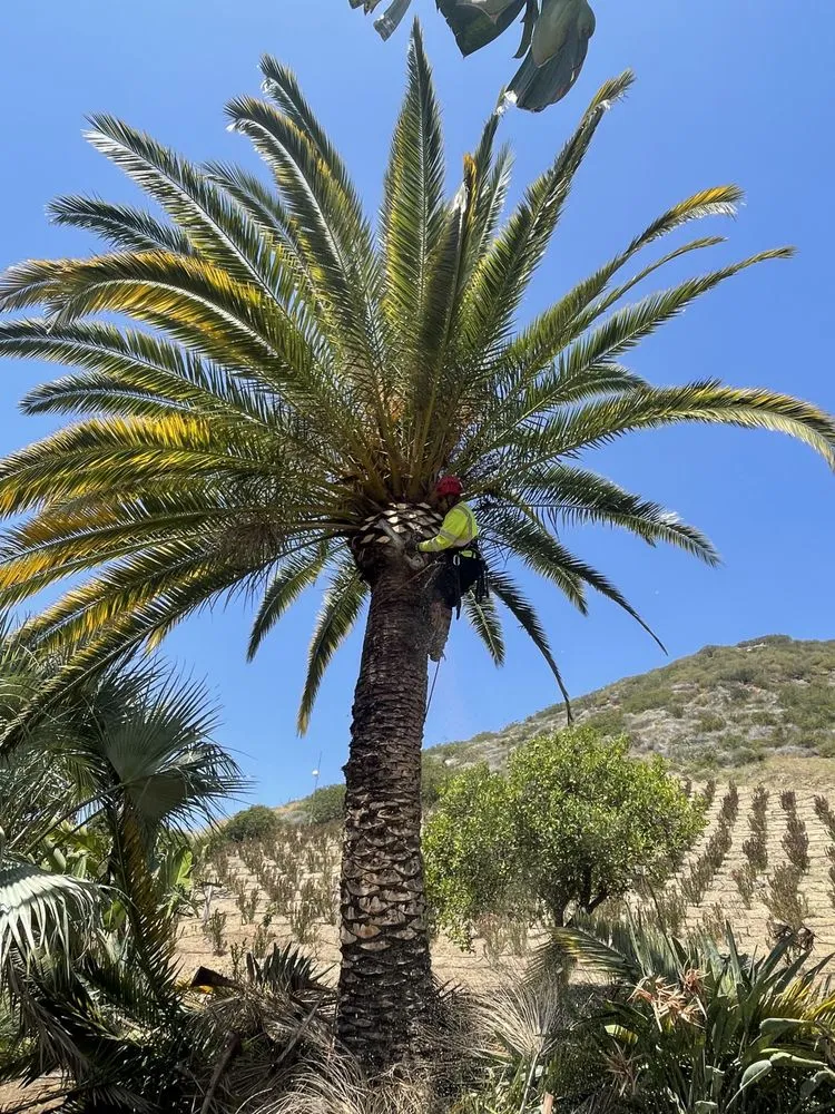 Trusted garden landscaping in Fallbrook, CA by Clean & Green tree service & landscaping