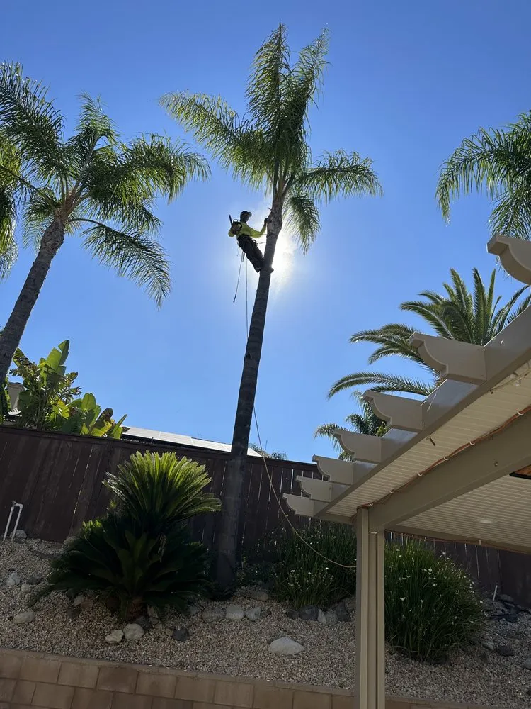 Professional residential landscaping in Fallbrook, CA by Clean & Green tree service & landscaping