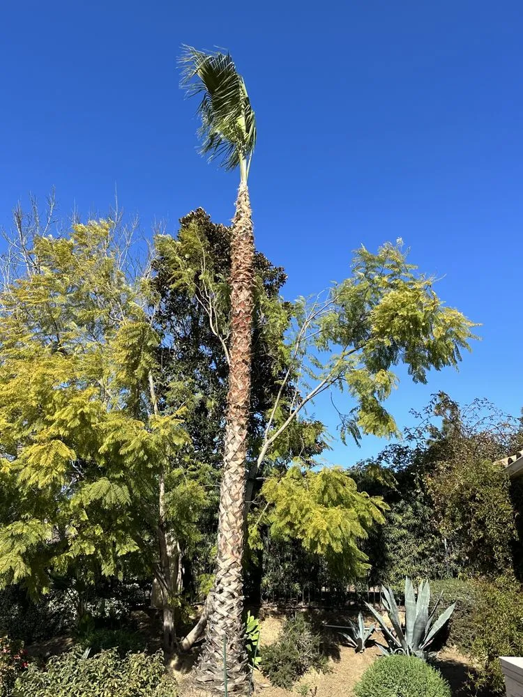 Custom yard cleanup service for residential properties across Fallbrook, CA - Clean & Green tree service & landscaping