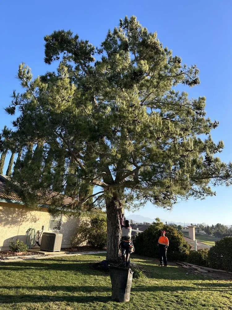 Affordable landscaping services in Fallbrook, CA by Clean & Green tree service & landscaping