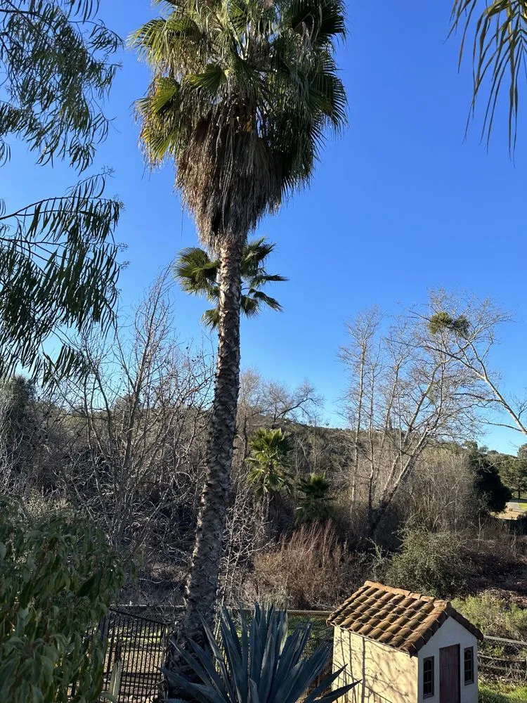 Custom yard maintenance in Fallbrook, CA - Clean & Green tree service & landscaping