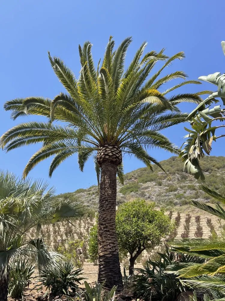 Reliable landscape installation in Fallbrook, CA - Clean & Green tree service & landscaping