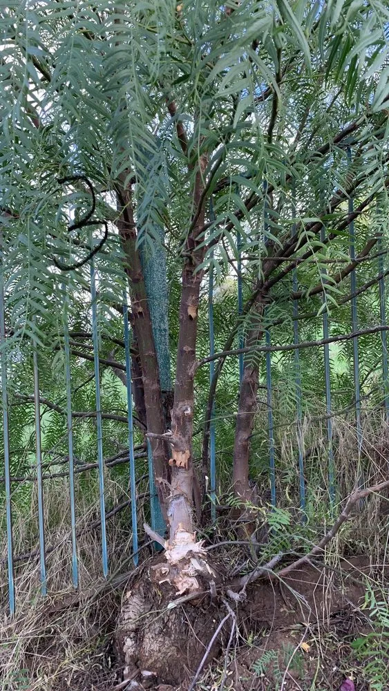 Expert residential landscaping in Fallbrook, CA by Clean & Green tree service & landscaping