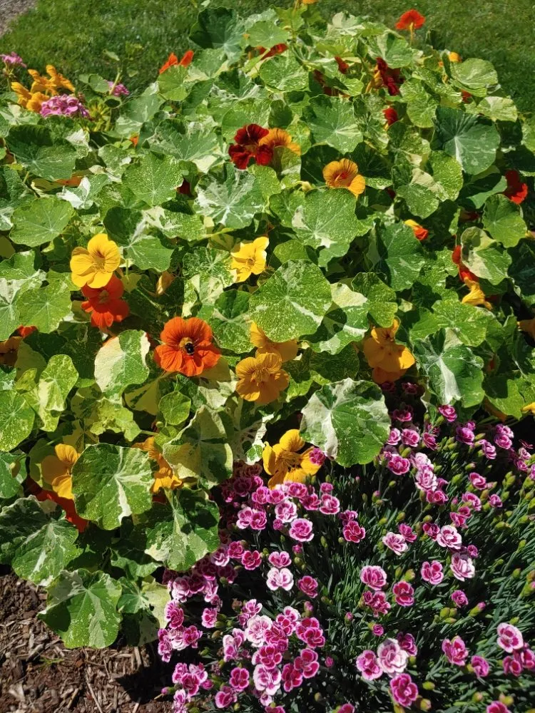 Local yard maintenance for residential properties in Oregon City, OR by Clean Air Lawn Care - Oregon City