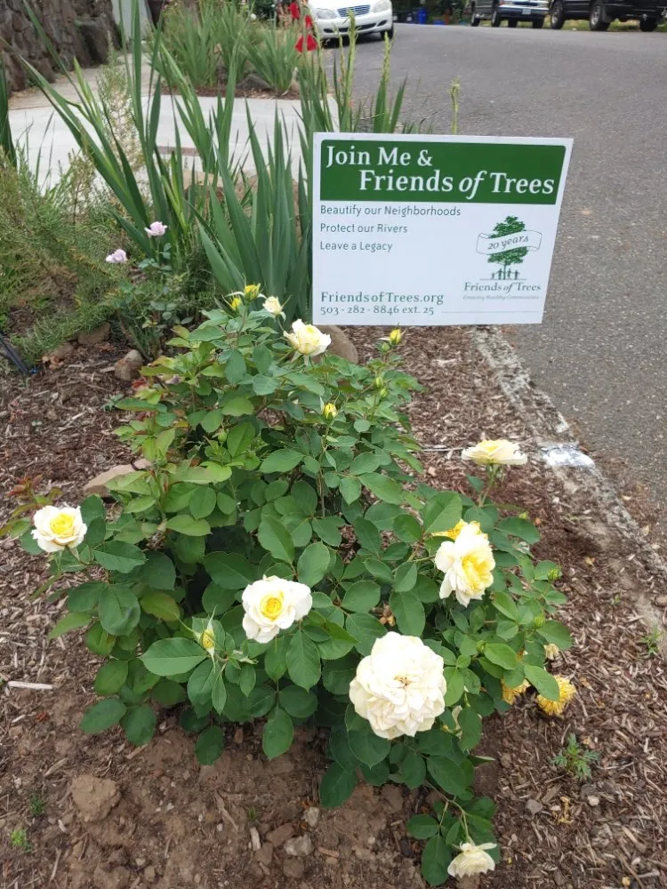 Expert landscape design near you in Oregon City, OR by Clean Air Lawn Care - Oregon City