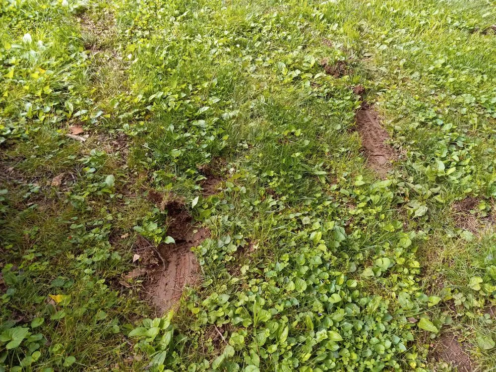 Trusted yard maintenance with custom design in Louisville, KY by Clean Air Lawn Care- Louisville